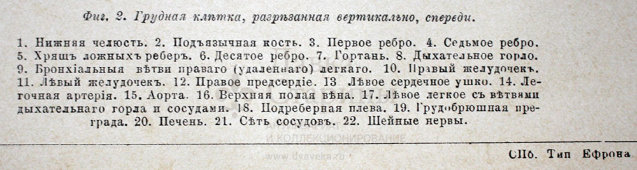 Старинная гравюра «Грудные внутренности»