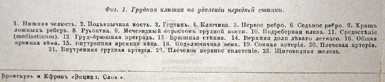 Старинная гравюра «Грудные внутренности»