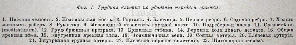 Старинная гравюра «Грудные внутренности»