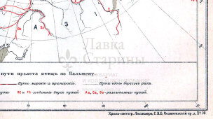 Старинная карта «Пелагические и прибрежные пути пролета птиц по Пальмену», карт. зав. Я. М. Лапинера, Россия, к. 19, н. 20 вв.