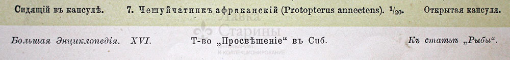 Старинная гравюра «Рыбы», Большая энциклопедия, Россия, к. 19, н. 20 вв.