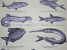 Старинная гравюра «Рыбы», Большая энциклопедия, Россия, к. 19, н. 20 вв.