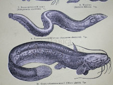 Старинная гравюра «Рыбы», Большая энциклопедия, Россия, к. 19, н. 20 вв.