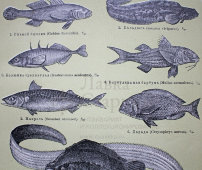 Старинная гравюра «Рыбы», Большая энциклопедия, Россия, к. 19, н. 20 вв.