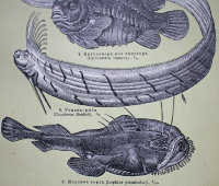 Старинная гравюра «Рыбы», Большая энциклопедия, Россия, к. 19, н. 20 вв.