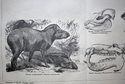 Старинная гравюра «Толстокожие или многокопытные»