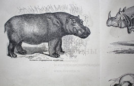 Старинная гравюра «Толстокожие или многокопытные»
