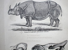 Старинная гравюра «Толстокожие или многокопытные»
