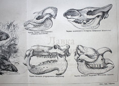 Старинная гравюра «Толстокожие или многокопытные»