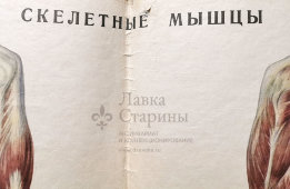 Учебное наглядное пособие «Скелетные мышцы», автор Кабанов А. Н., художник Оболенский С. Г., изд-во «Просвещение», Москва, 1965 г.