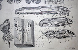 Старинная гравюра «Бабочки или чешуекрылые IV»