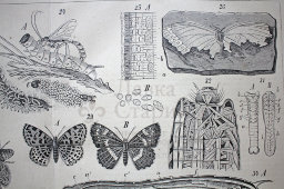 Старинная гравюра «Бабочки или чешуекрылые IV»