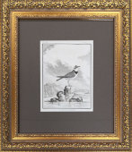 Старинная гравюра в багете «Птица ржанка», Франция, 19 в.