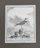 Старинная гравюра в багете «Птица ржанка», Франция, 19 в.