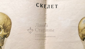 Учебное наглядное пособие «Скелет человека», автор Кабанов А. Н., художник Оболенский С. Г., изд-во «Просвещение», Москва, 1965 г.