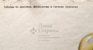 Учебное наглядное пособие «Скелет человека», автор Кабанов А. Н., художник Оболенский С. Г., изд-во «Просвещение», Москва, 1965 г.