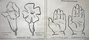 Советский плакат с мутациями норки, львиного зева и руки