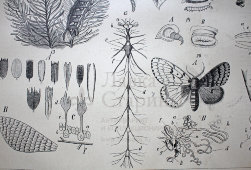 Старинная гравюра «Бабочки или чешуекрылые III»