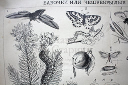 Старинная гравюра «Бабочки или чешуекрылые III»