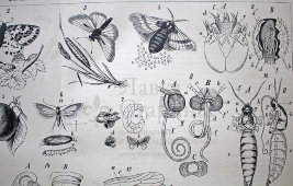 Старинная гравюра «Бабочки или чешуекрылые III»