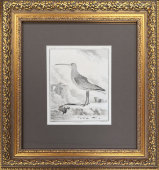 Старинная гравюра «Птица кроншнеп», багет, стекло, Франция, 19 в.