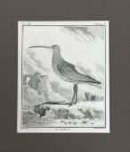 Старинная гравюра «Птица кроншнеп», багет, стекло, Франция, 19 в.