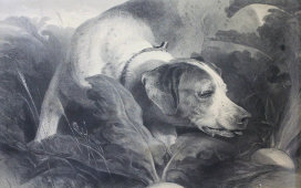 Большая охотничья, старинная гравюра «Собака породы пойнтер» (The pointer), багет, стекло, Лондон, 19 в.