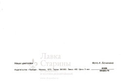 Советская открытка «Наши цветочки», СССР, Издательство «Правда», 1979 г.