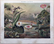 Старинная гравюра «Водные растения», бумага, Брокгауз и Ефрон​, Санкт-Петербург, 1890-е