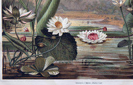 Старинная гравюра «Водные растения», бумага, Брокгауз и Ефрон​, Санкт-Петербург, 1890-е