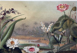 Старинная гравюра «Водные растения», бумага, Брокгауз и Ефрон​, Санкт-Петербург, 1890-е