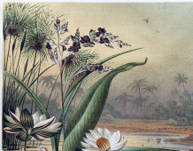 Старинная гравюра «Водные растения», бумага, Брокгауз и Ефрон​, Санкт-Петербург, 1890-е