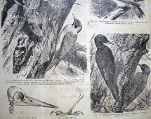 Старинная гравюра «Дятлы»