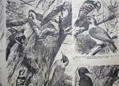 Старинная гравюра «Дятлы»