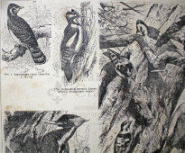 Старинная гравюра «Дятлы»