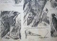 Старинная гравюра «Дятлы»