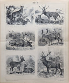 Старинная гравюра «Олени», бумага, Брокгауз и Ефрон​, Санкт-Петербург, 1910-е