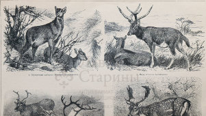 Старинная гравюра «Олени», бумага, Брокгауз и Ефрон​, Санкт-Петербург, 1910-е