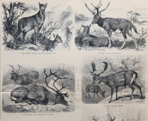 Старинная гравюра «Олени», бумага, Брокгауз и Ефрон​, Санкт-Петербург, 1910-е