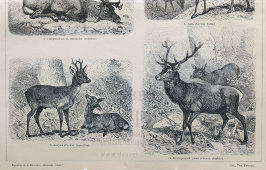 Старинная гравюра «Олени», бумага, Брокгауз и Ефрон​, Санкт-Петербург, 1910-е