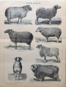 Старинная гравюра «Породы овец», бумага, Брокгауз и Ефрон​, Санкт-Петербург, кон. 19, нач. 20 вв.
