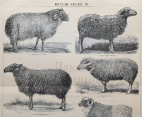 Старинная гравюра «Породы овец», бумага, Брокгауз и Ефрон​, Санкт-Петербург, кон. 19, нач. 20 вв.