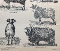 Старинная гравюра «Породы овец», бумага, Брокгауз и Ефрон​, Санкт-Петербург, кон. 19, нач. 20 вв.