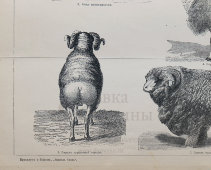 Старинная гравюра «Породы овец», бумага, Брокгауз и Ефрон​, Санкт-Петербург, кон. 19, нач. 20 вв.