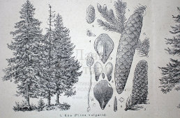 Старинная гравюра «Хвойный лес»