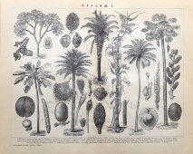 Старинная гравюра «Различные виды пальм», бумага, Брокгауз и Ефрон​, Санкт-Петербург, 1890-е