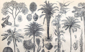 Старинная гравюра «Различные виды пальм», бумага, Брокгауз и Ефрон​, Санкт-Петербург, 1890-е