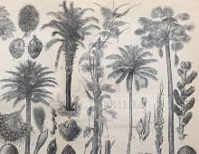 Старинная гравюра «Различные виды пальм», бумага, Брокгауз и Ефрон​, Санкт-Петербург, 1890-е