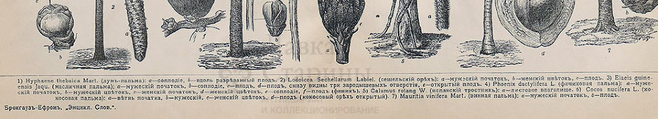 Старинная гравюра «Различные виды пальм», бумага, Брокгауз и Ефрон​, Санкт-Петербург, 1890-е