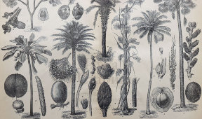 Старинная гравюра «Различные виды пальм», бумага, Брокгауз и Ефрон​, Санкт-Петербург, 1890-е